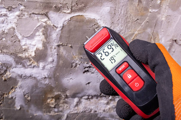 Best Commercial Mold Remediation in Burns, TN