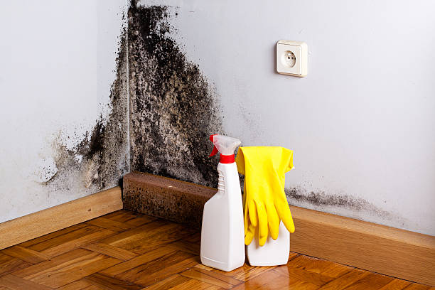 Best Basement Mold Remediation in Burns, TN