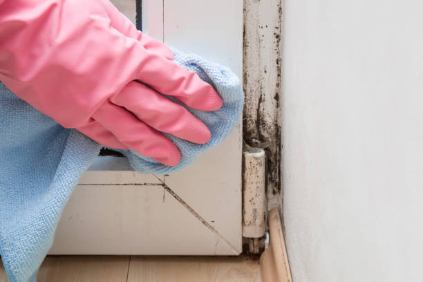 Best Post-Remediation Services in Burns, TN